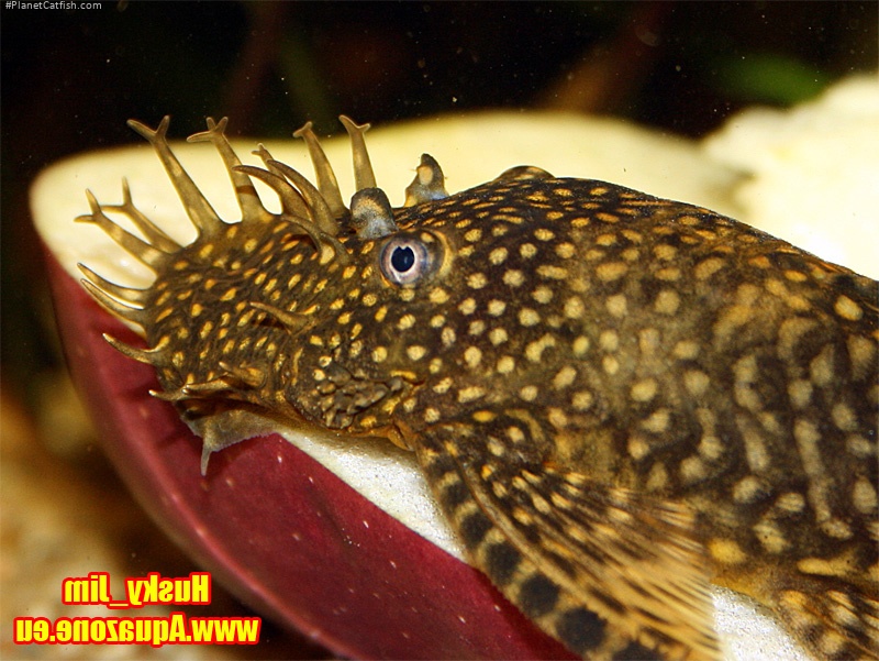 Ancistrus sp. (3)