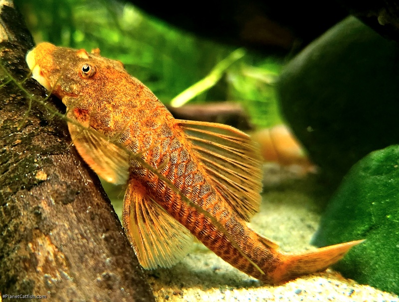 Ancistrus sp. (3)