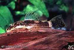 Ancistrus sp. (3)