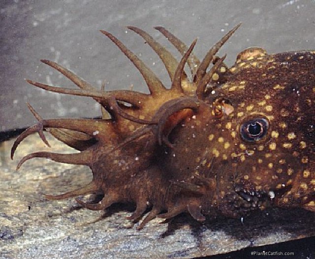 Ancistrus sp. (3)
