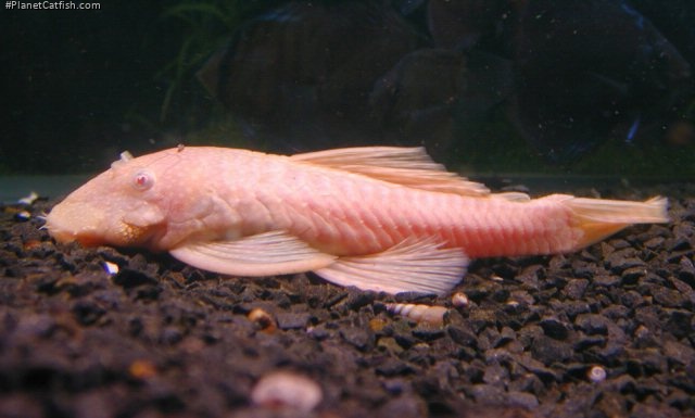 Ancistrus sp. (3)