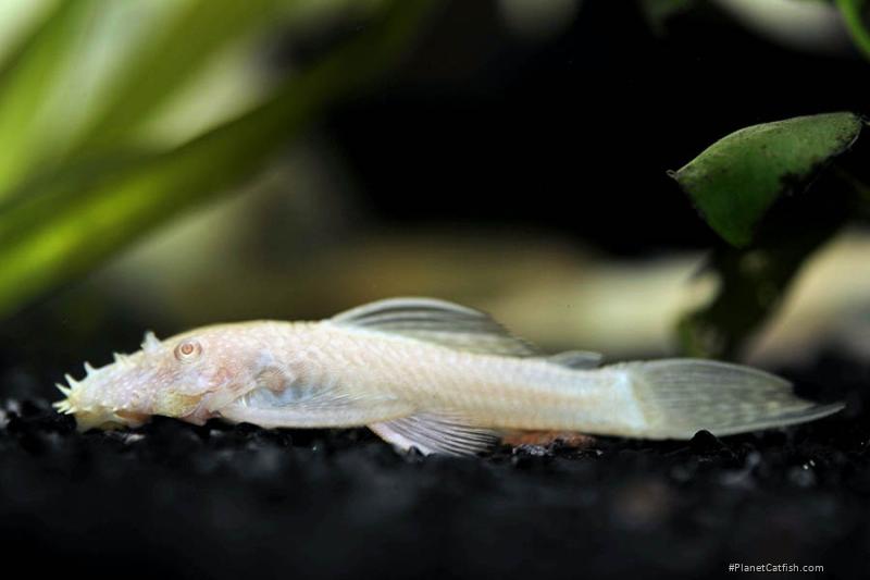 Ancistrus sp. (3)