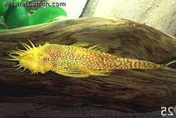Ancistrus sp. (3)
