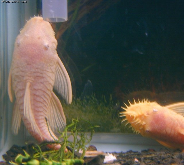 Ancistrus sp. (3)