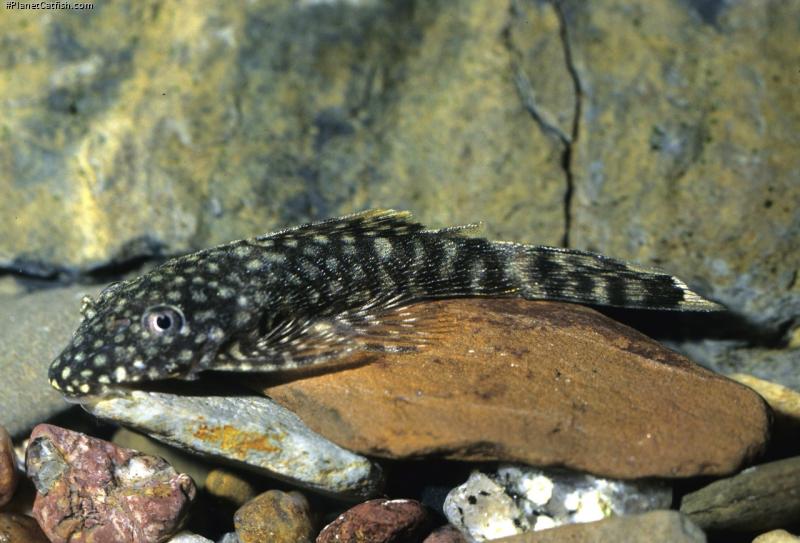 Ancistrus sp. (3)