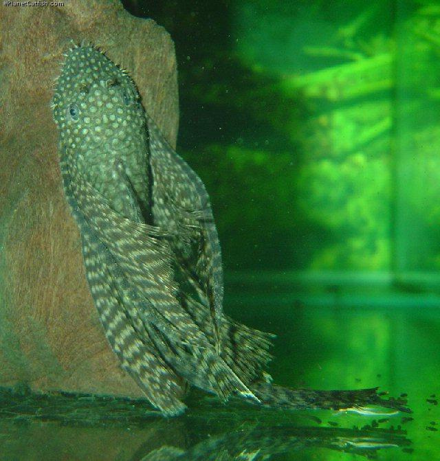 Ancistrus sp. (3)