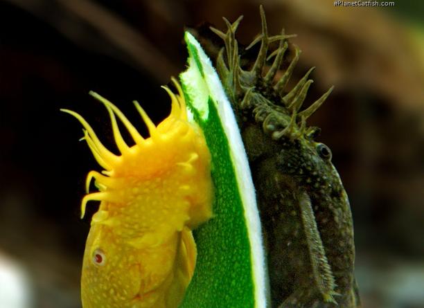 Ancistrus sp. (3)