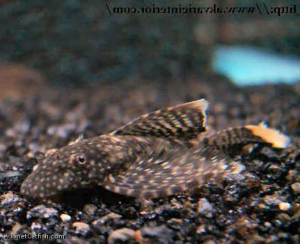 Ancistrus sp. (3)
