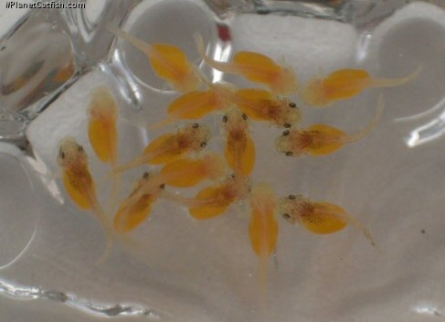 Ancistrus sp. (3)