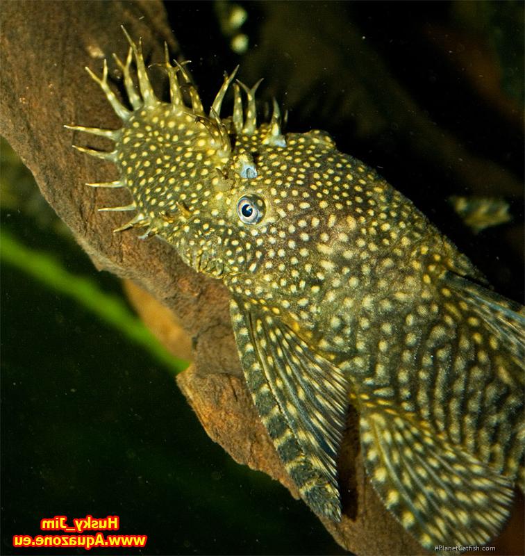 Ancistrus sp. (3)