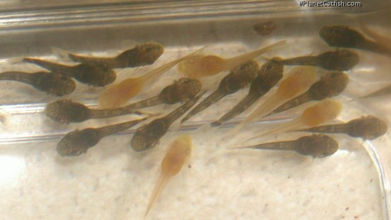 Ancistrus sp. (3)