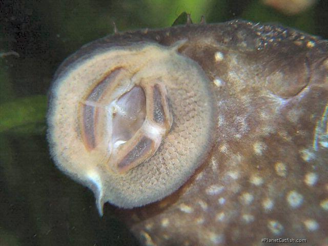 Ancistrus sp. (3)