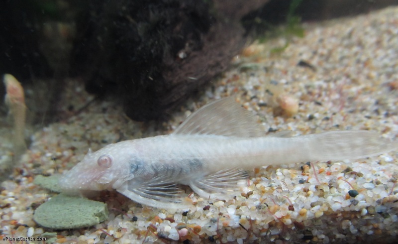Ancistrus sp. (3)