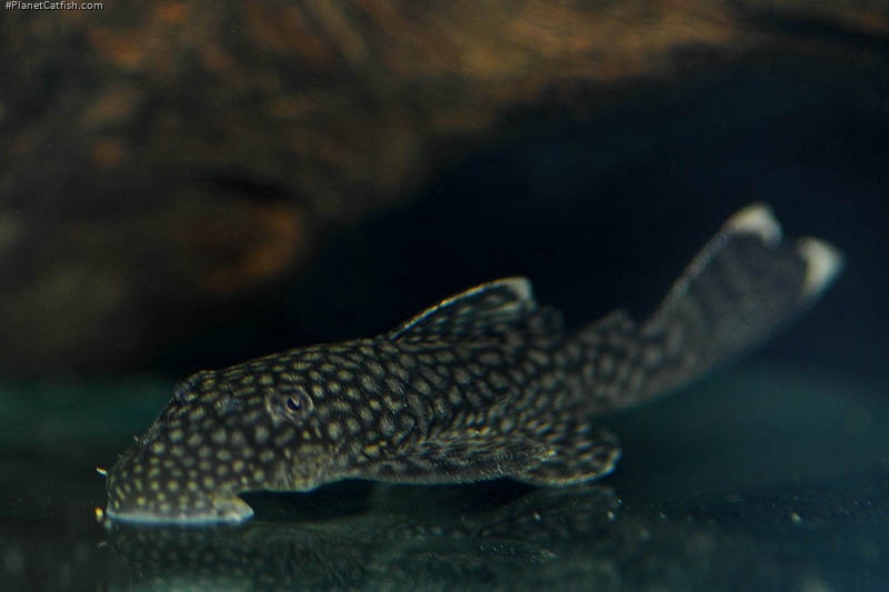 Ancistrus sp. (3)