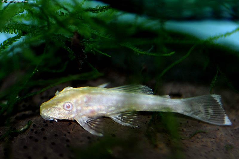 Ancistrus sp. (3)