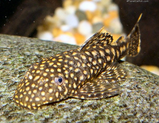 Ancistrus sp. (3)