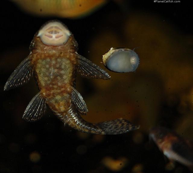 Ancistrus sp. (3)
