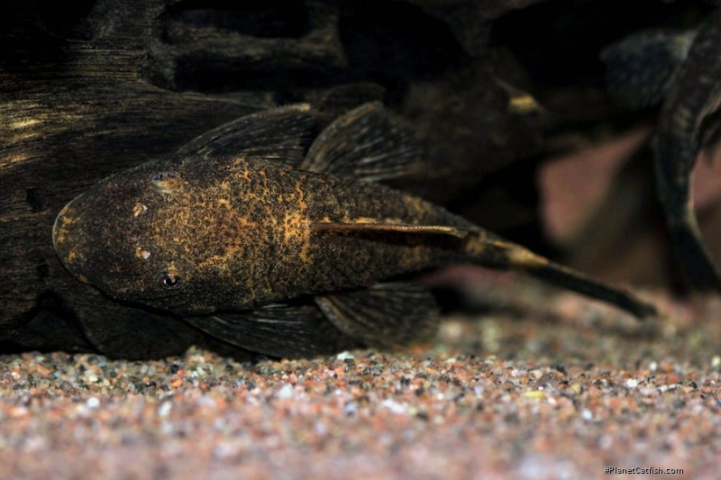 Ancistrus sp. (3)