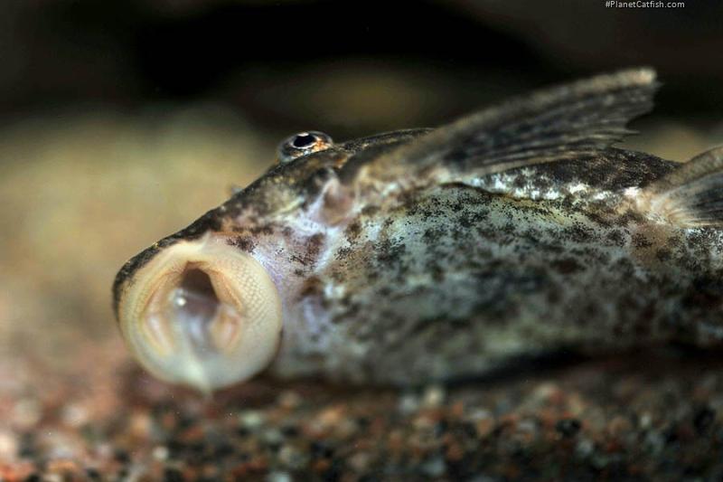 Ancistrus sp. (3)