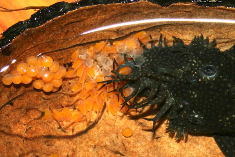 Ancistrus sp. (3)