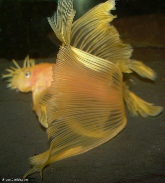 Ancistrus sp. (3)