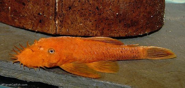 Ancistrus sp. (3)