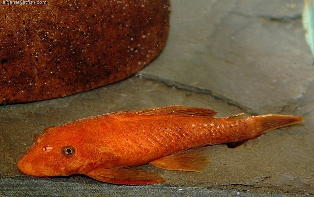 Ancistrus sp. (3)