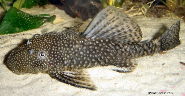 Ancistrus sp. (3)