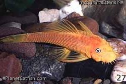Ancistrus sp. (4)