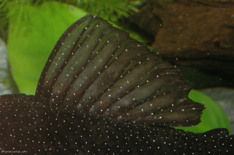 Ancistrus sp. (L071)