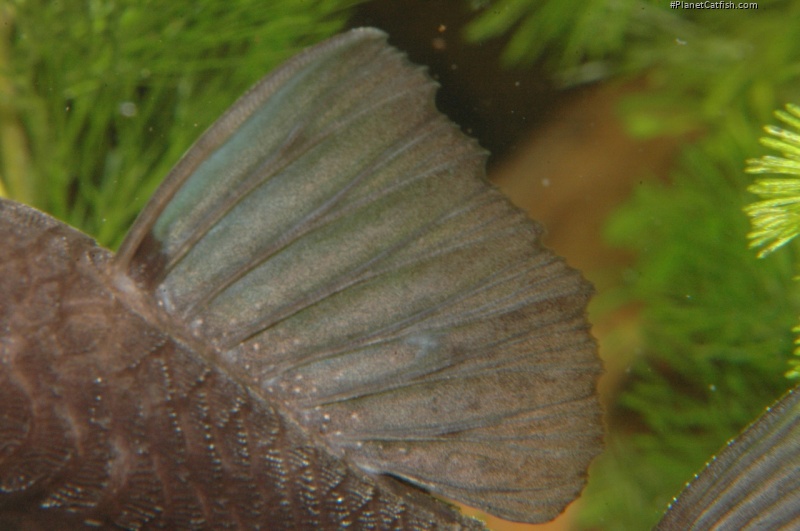 Ancistrus sp. (L088)