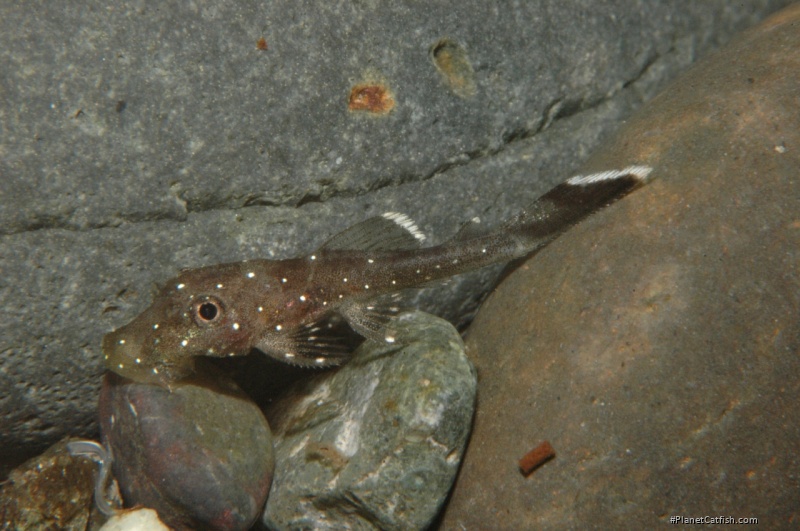 Ancistrus sp. (L088)