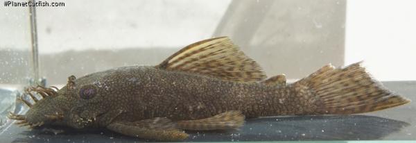 Ancistrus sp. (L089)