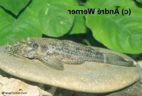Ancistrus sp. (L125)