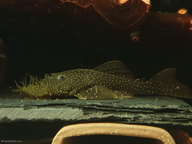 Ancistrus sp. (L180)
