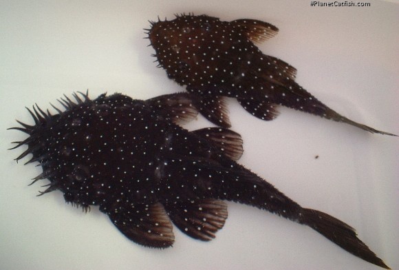 Ancistrus sp. (L255)