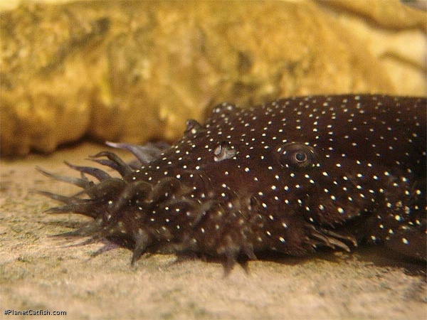 Ancistrus sp. (L255)