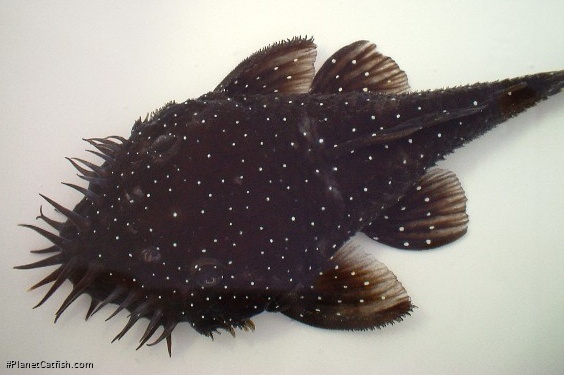 Ancistrus sp. (L255)