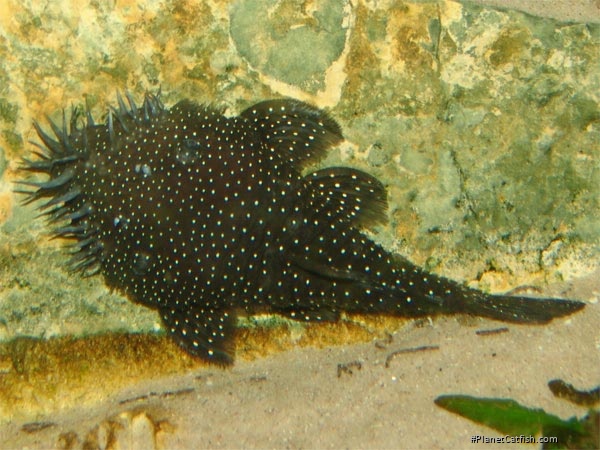 Ancistrus sp. (L255)