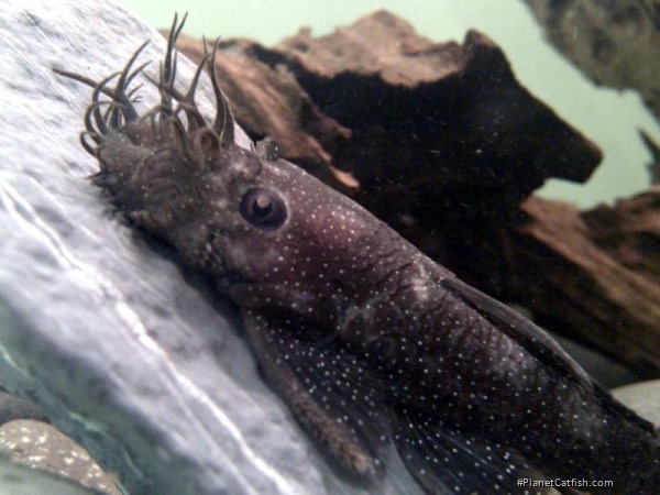 Ancistrus sp. (L325)