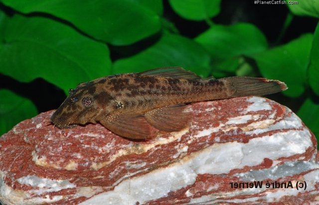Ancistrus sp. (L338)