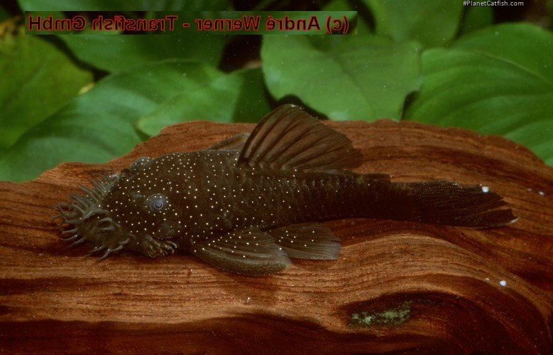 Ancistrus sp. (L359)