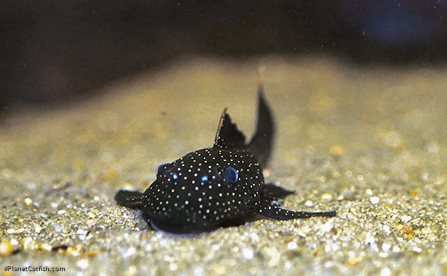 Ancistrus sp. (L370)