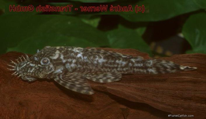 Ancistrus sp. (L378)