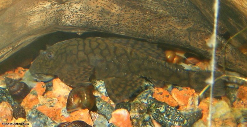 Ancistrus sp. (L393)