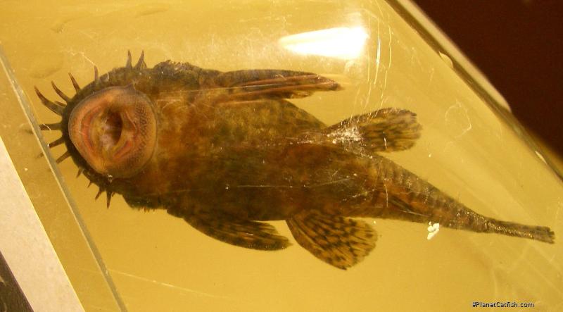 Ancistrus sp. (L393)