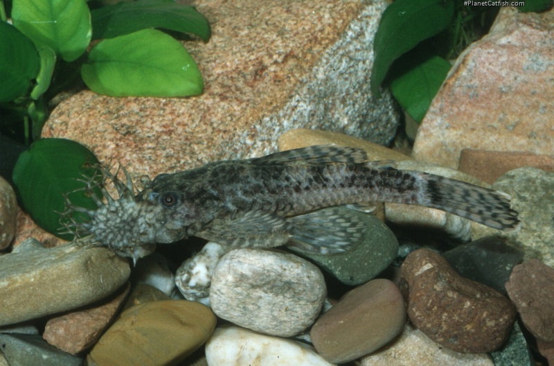 Ancistrus sp. (LDA072)