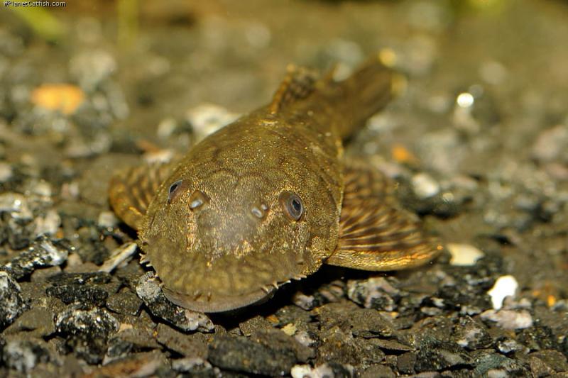 Ancistrus sp. `CUCUTA`