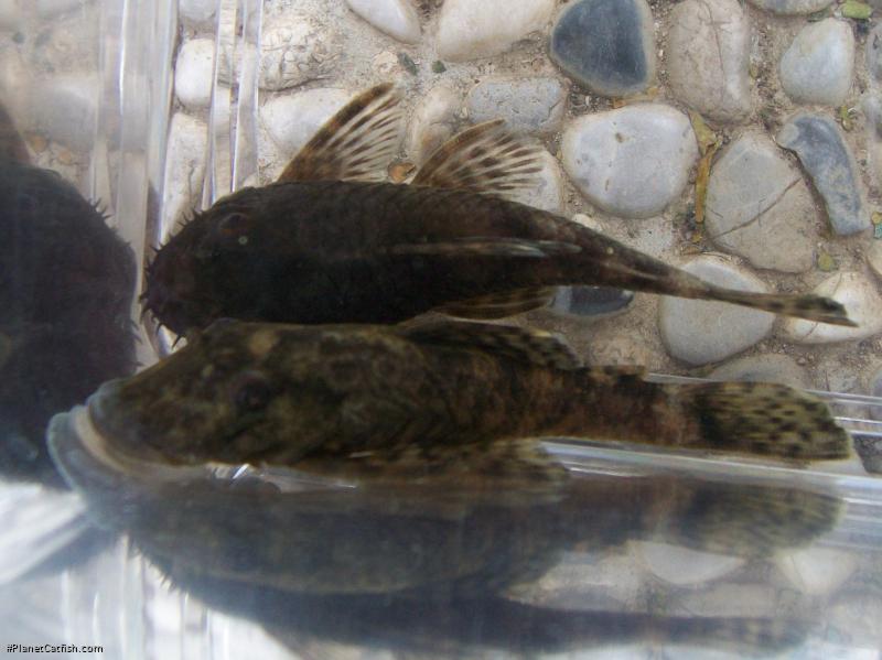 Ancistrus sp. `CUCUTA`