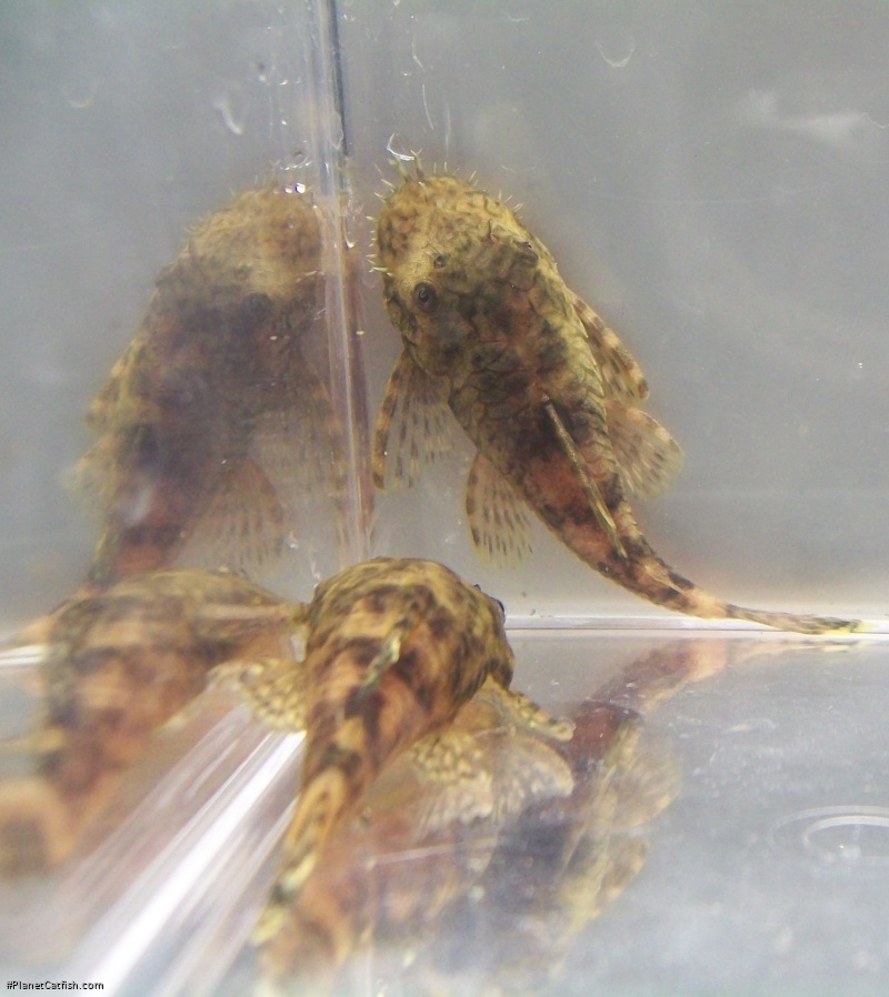 Ancistrus sp. `CUCUTA`